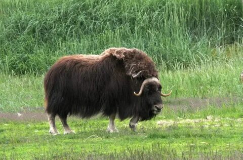 Ox ox net