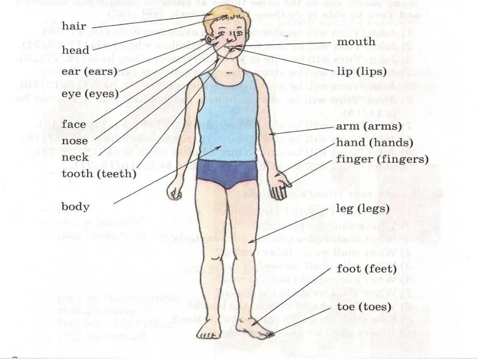 Английские части тела 3 класс с переводом. Части тела на английском. Тело человека на английском языке. Части тела человека на английском языке. Название частей тела на английском.