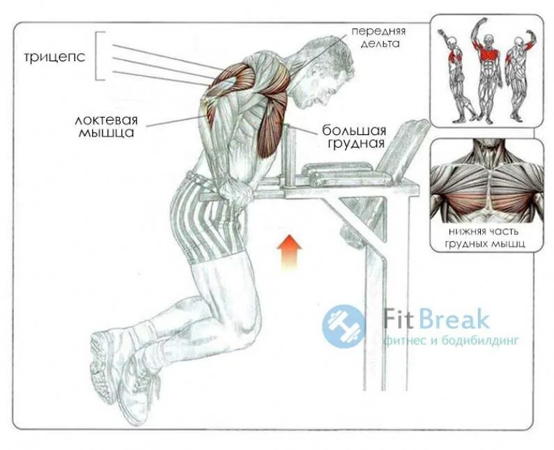 Брусья упражнения на грудные. Брусья группы мышц. Мышцы задействованные при отжимании на брусьях. Группы мышц задействованные при отжимании на брусьях. Брусья группы мышц.