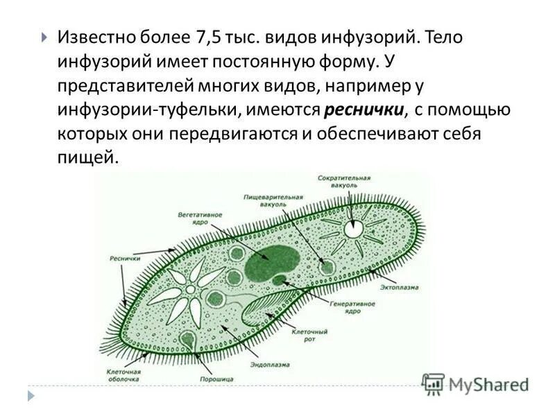 Инфузорий жгутиковых. Инфузорий жгутиковых. Метаболия эвглены. Саркодовые жгутиконосцы инфузории. Тип саркожгутиковые класс саркодовые.