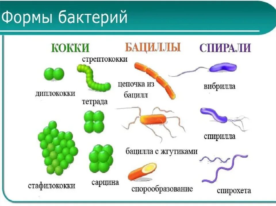 Бактерии названия 2 класс бациллы. Строение и формы бактерий. Биология 5 класс палочковидные бактерии бациллы. Биология 5 класс микроорганизмы бактерии.