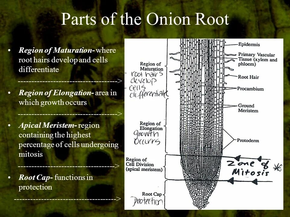 Root tip. Root parts. root having. root карта. root tip squash.