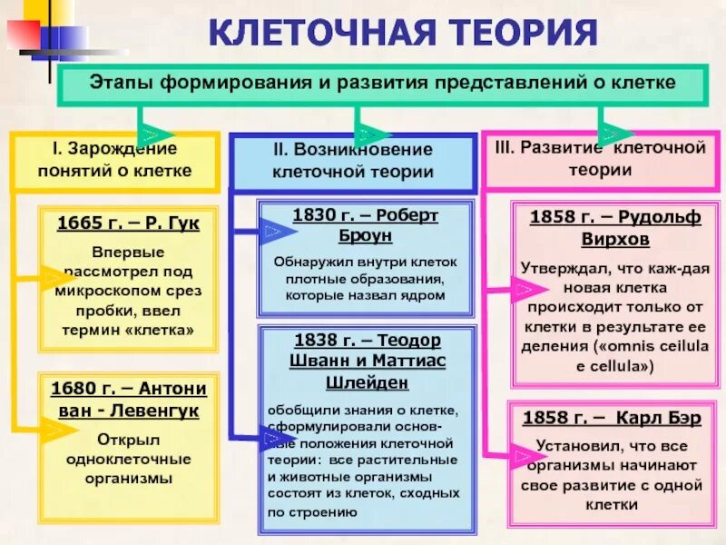 Первые клетки возникли. Строение клетки основные положения клеточной теории. Клеточная теория строения организмов. Клеточная теория строения организмов таблица. Предпосылки клеточной теории.