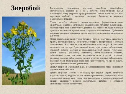 Зверобой трава противопоказания для женщин