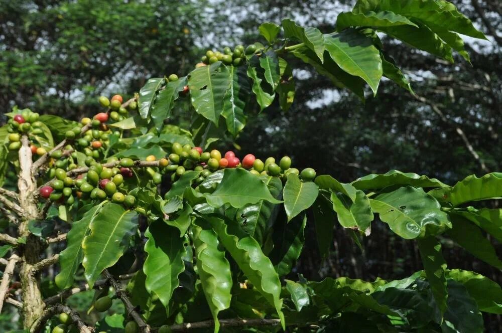 Кофейное дерево (Coffea). Кофейное дерево Робуста Вьетнам. Кофейное дерево Арабика. Кофе Конголезский Робуста. Сосед кофейного дерева