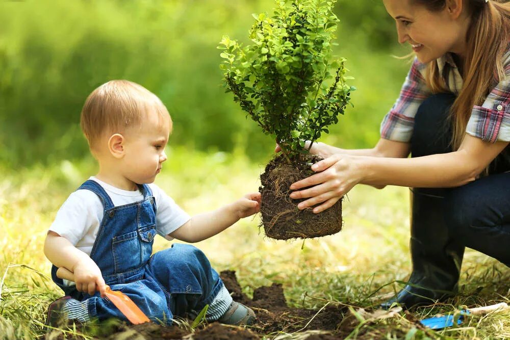 Родители сажают дерево. Дети сажают деревья. Сажание деревьев с детьми. Дети и родители садят деревья.