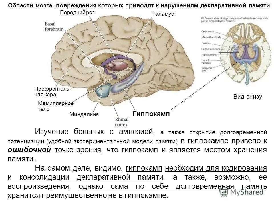 Гиппокамп головного мозга функции. Отдел мозга отвечающий за память гиппокамп. Строение головного мозга гиппокамп. Функции гиппокампа головного мозга. Структурные изменения мозга