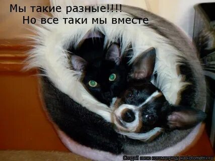 Все таки вместе
