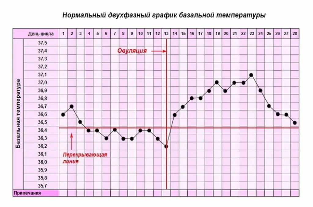 Температура на первых неделях беременности. График БТ С овуляцией и беременностью. Нормальный график базальной температуры. График базальной температуры норма с примерами. График базальной температуры беременной и небеременной.