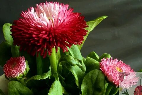 Картинка маргаритки
