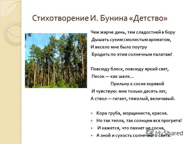 Едем бором темным лесом односоставные. Едем бором темными лесами тихо бреду. Березовый лес. Красивый густой лес. Пейзаж с рекой.