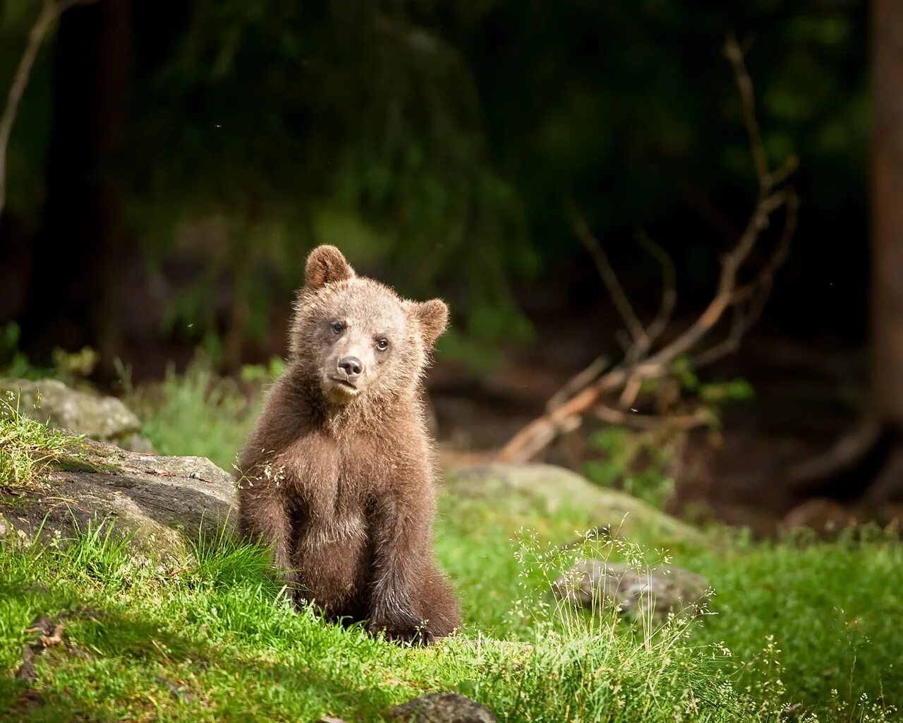 Медведь косолапый. Baby bear. Годовалый медвежонок. Красивый медвежонок. Милый медведь.