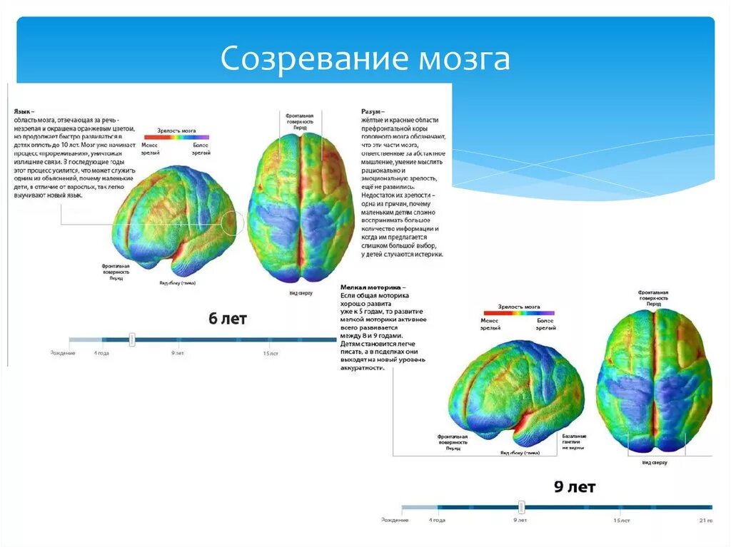 Созревание коры головного мозга. Этапы созревания мозга у детей. Этапы созревания головного мозга. Зрелость мозга.