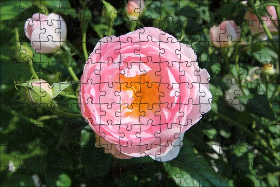 Julia rose пион. Пион lovely louise. Лавли роуз. Пион lovely rose 1 шт. Пион lovely rose.