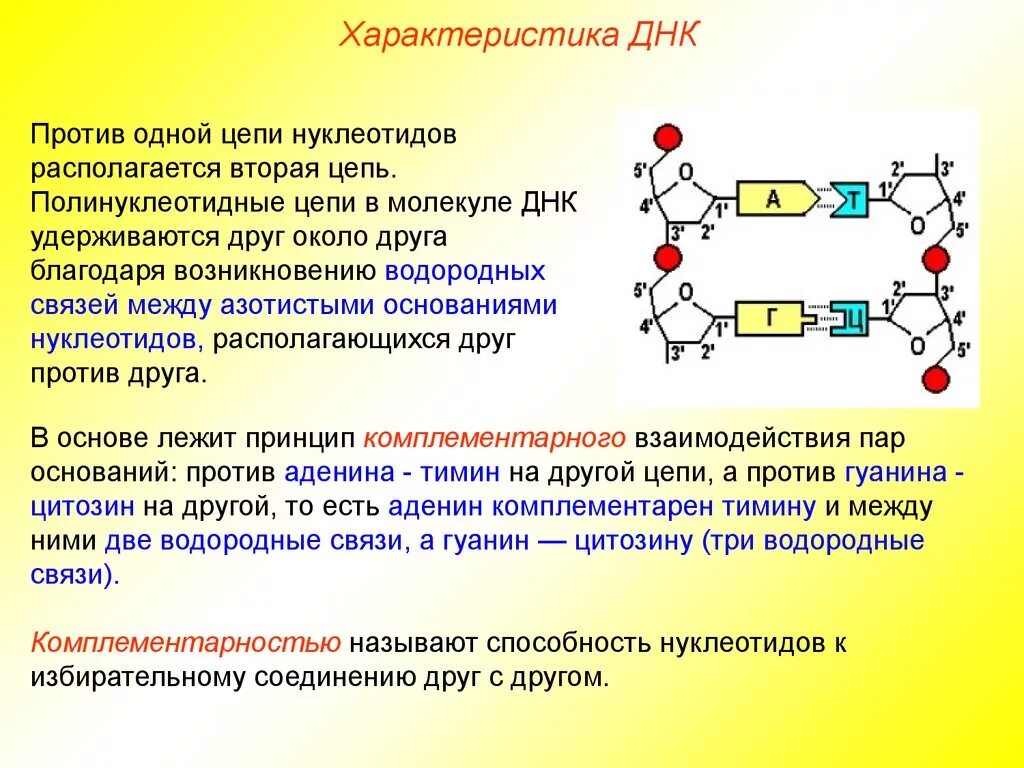 Днк какой мономер. Тип связи между двумя нуклеотидами ДНК. Химические связи между нуклеотидами в РНК. ДНК Тип соединения. 2 Цепь нуклеотидов ДНК.