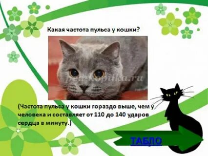 Частота пульса кошек