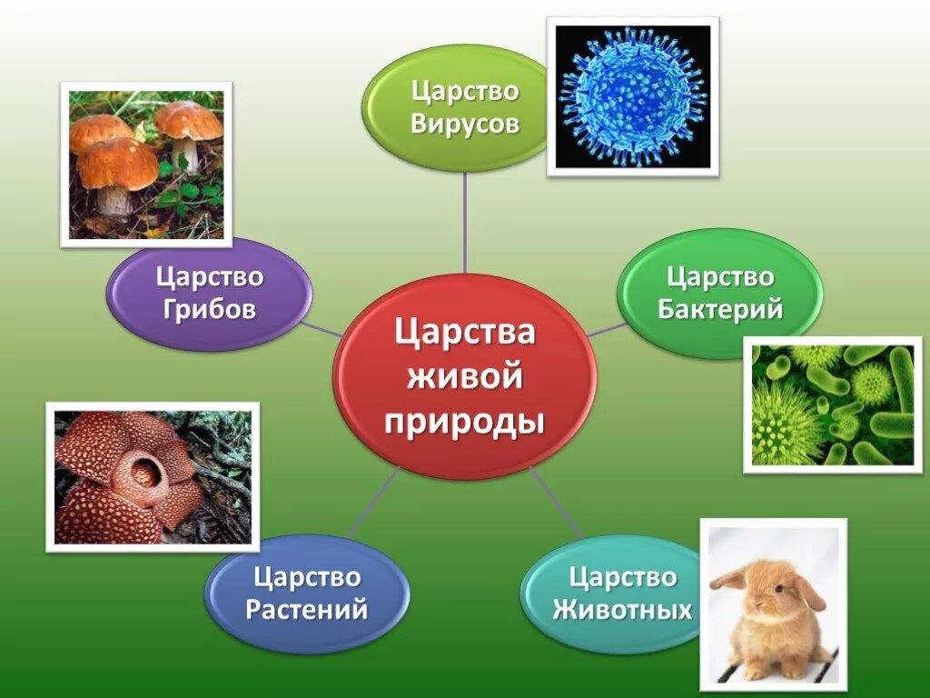 Представители разных царств живой природы. Царства живой природы 5 класс биология. Царство животных растений грибов бактерий. Царство животных царство растений царство грибов царство бактерий. Бактерии грибы растения животные это царство.