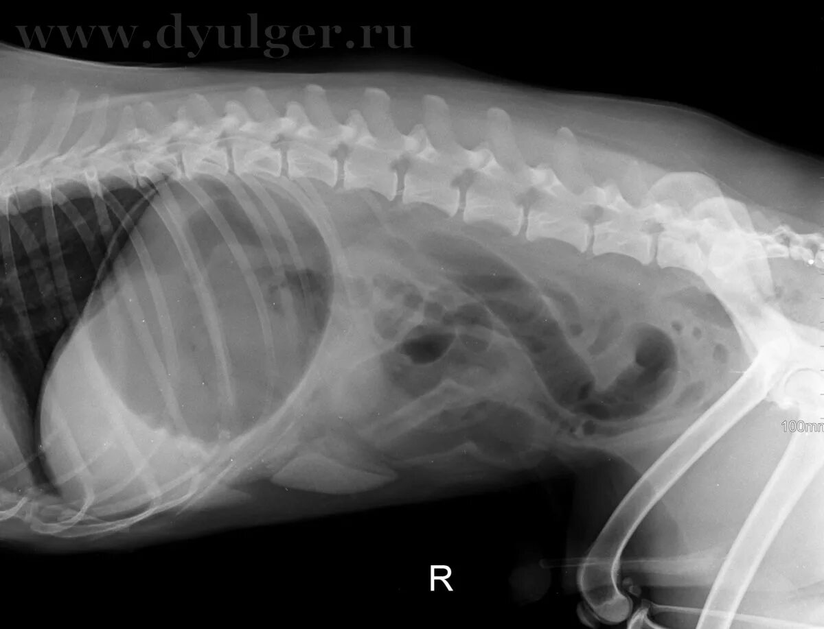 Печень кота. Рентген брюшной полости собаки в норме. Диафрагмальная грыжа у кошки. Рентген брюшной полости собаки. Рентген брюшной полости кошки.