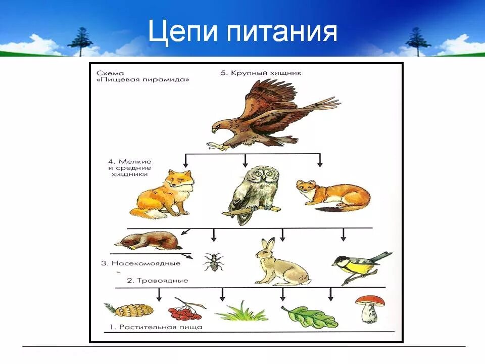 Цепь питания филина