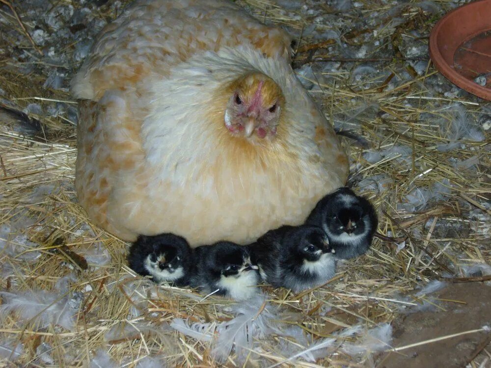 Кура наседка. Цыплята породы плимутрок. Плимутрок цыплята суточные. Плимутрок куры яйца. Наседка курица высиживает яйца.