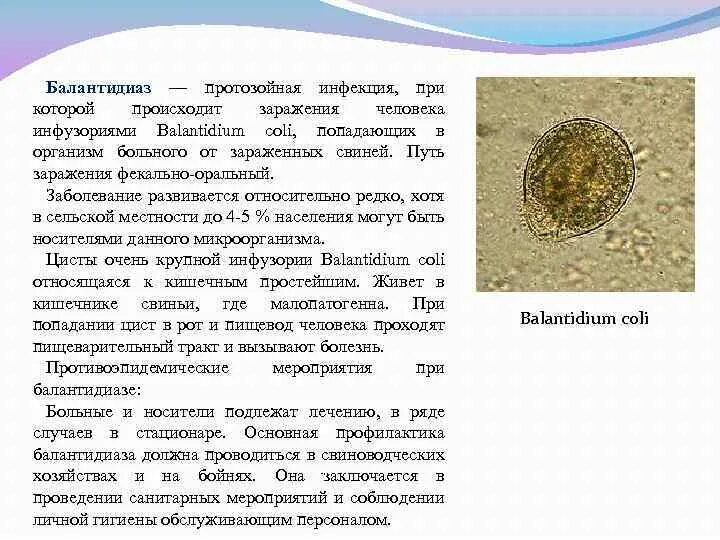 Какое заболевание развивается при заражении простейшими. Какое заболевание развивается при заражении простейшими