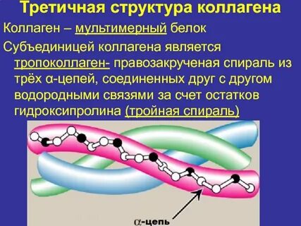 Выберите структуры в которых содержится белок коллаген