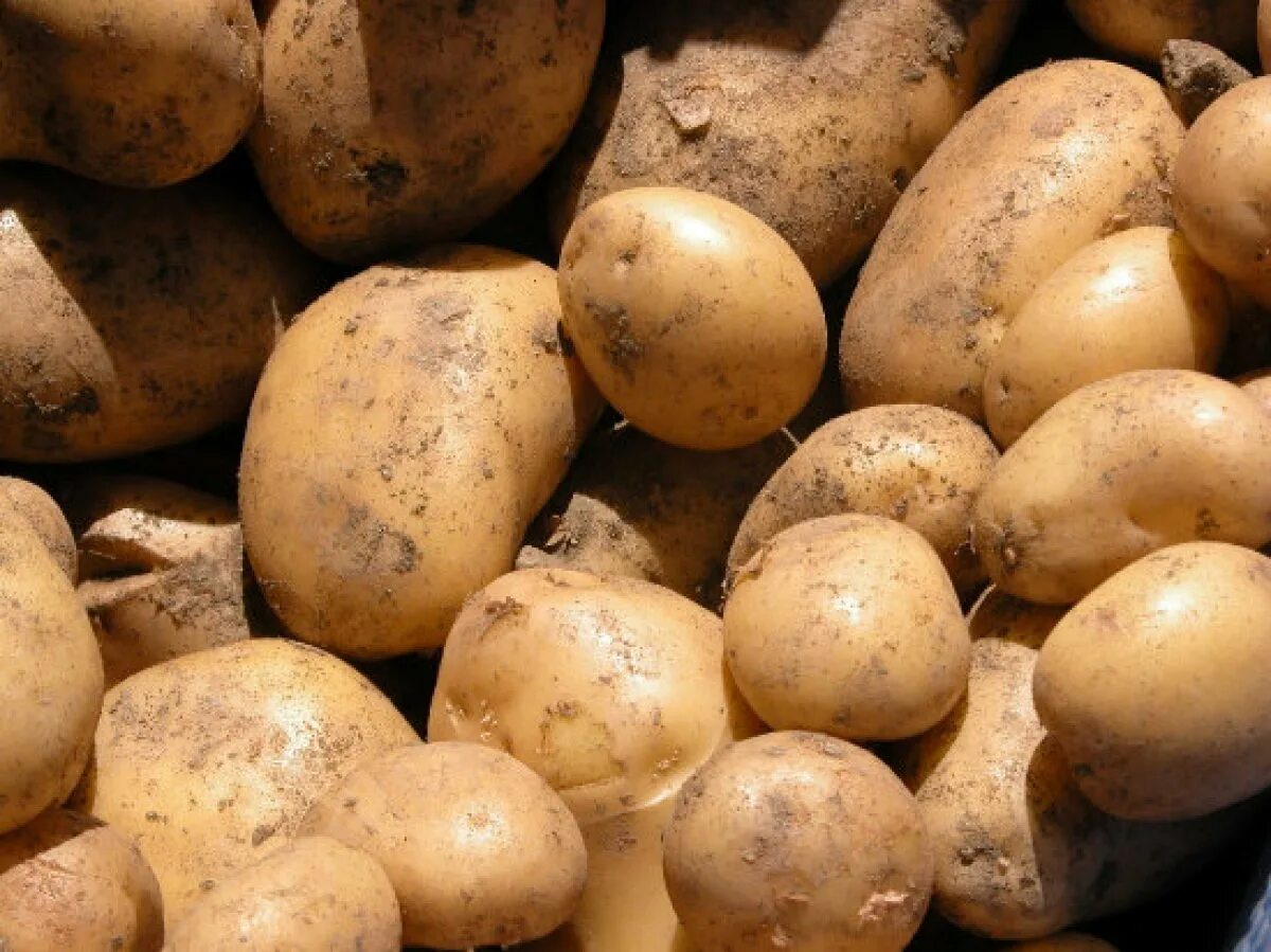 Семена овощей на 2024. Чили сорта картошки. Сорта картофеля инков. Боливия картофель. Дикорастущий картофель.