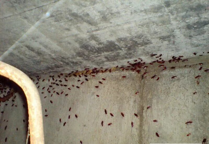 Тараканы на стенах в квартире.