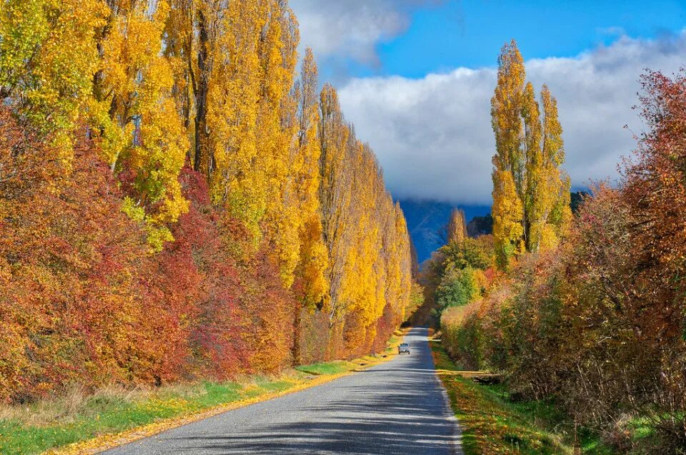 Осенний замечать. Treev autumn. Что интересного удалось увидеть осенью в природе. Winter Poplar.