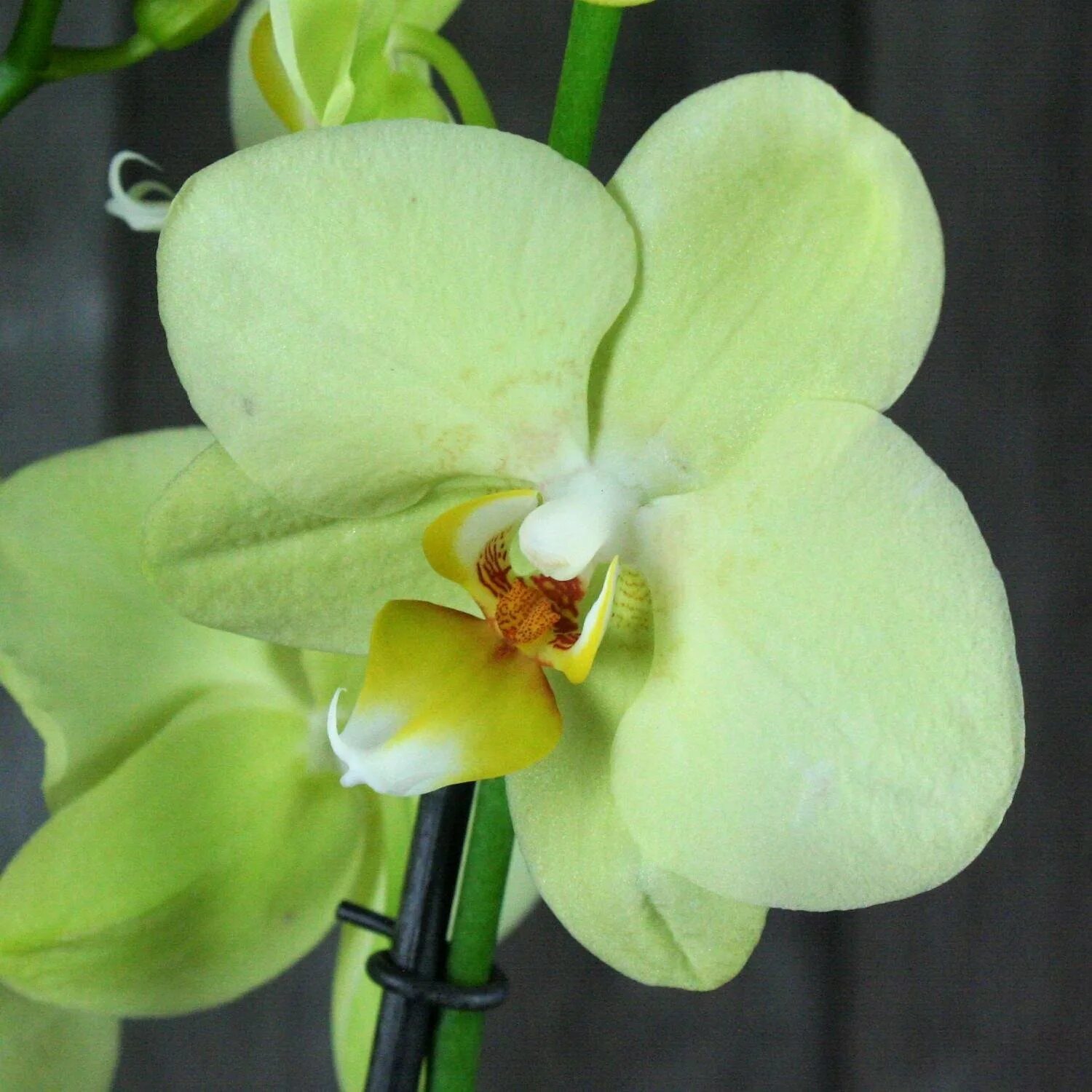 Орхидея фаленопсис. Сорта желтых орхидей. Фаленопсис лаймлайт. Жёлтая орхидея фаленопсис. Фаленопсис аполлон.