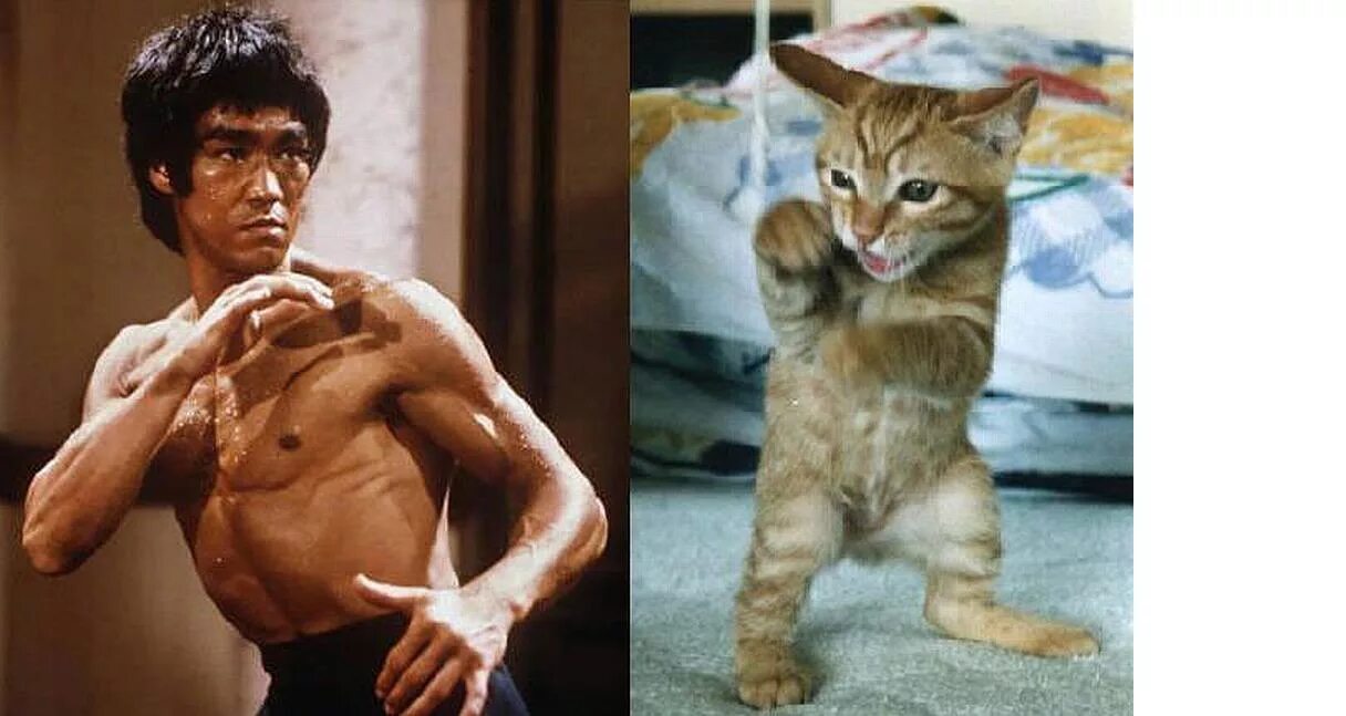 Kung fu cat x