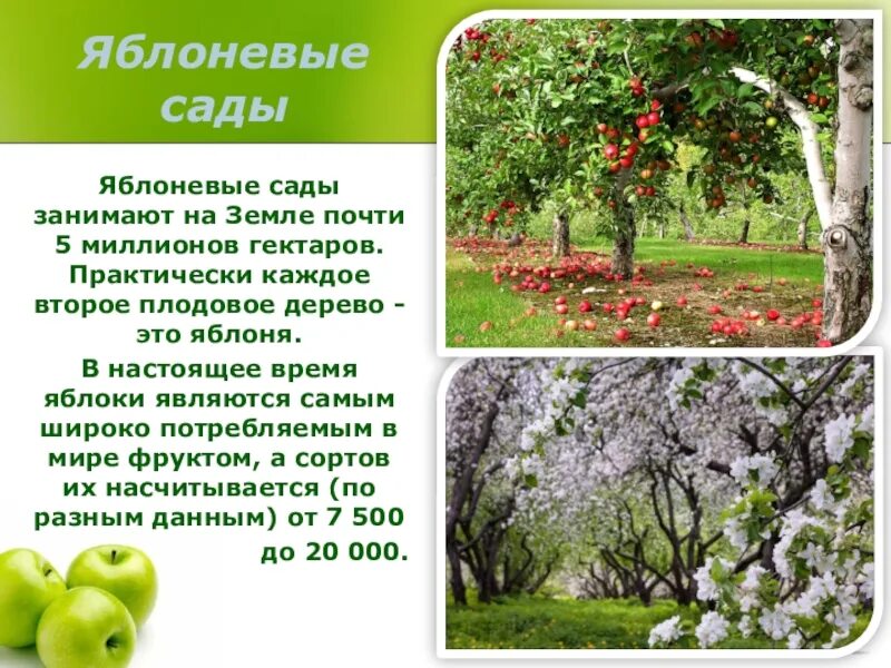Программа яблоня. Агроэкосистема Яблоневый сад. Информация о яблоне. Агроценоз яблоневого сада. Яблоня описание дерева.