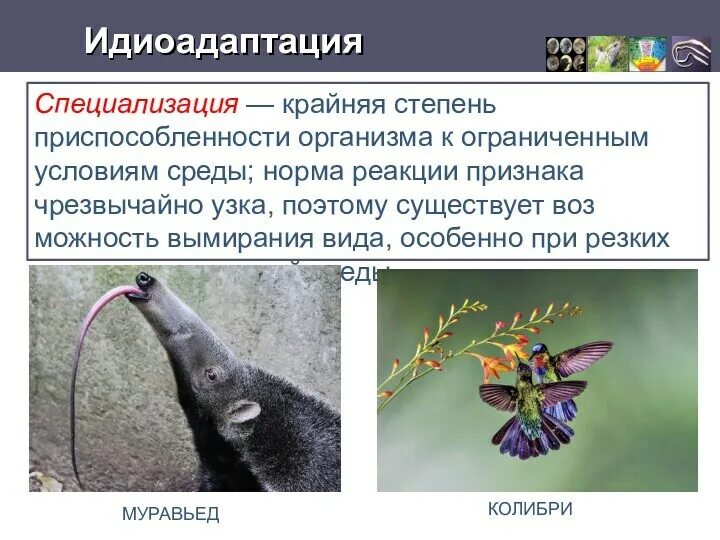 Приспособленность строения. Приспособленность это в биологии. абсолютная приспособленность. приспособленность животных к свету. идиоадаптация конечностей.