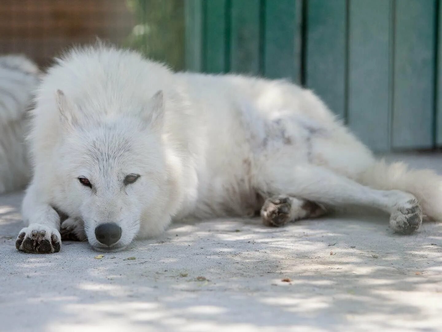фото колонии полярный волк. белый полярный волк. фото колонии полярный волк. полярный волк поселок харп. полярный волк в тундре.