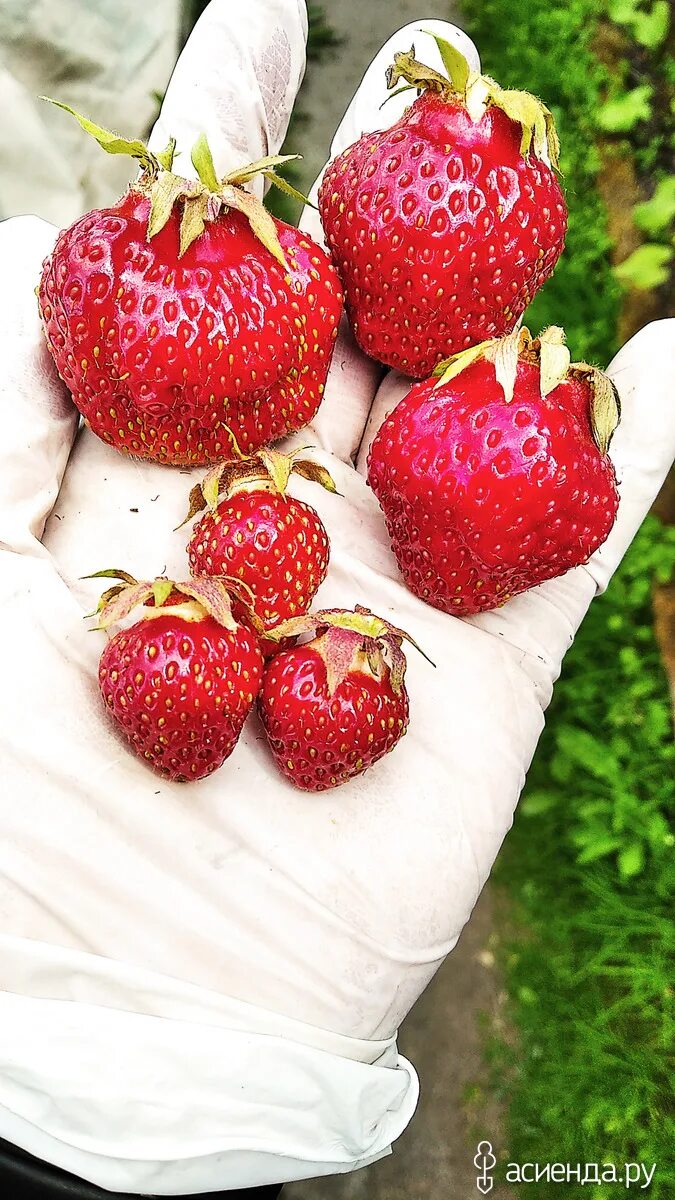 Клубника орлец. Сорт клубники орлец. Клубника Даренка.