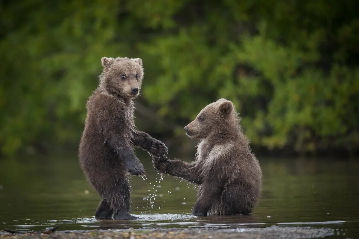 Медведь понравилось. Медвежонок купается. Медведь купается. Бурый медведь. Два медвежонка.