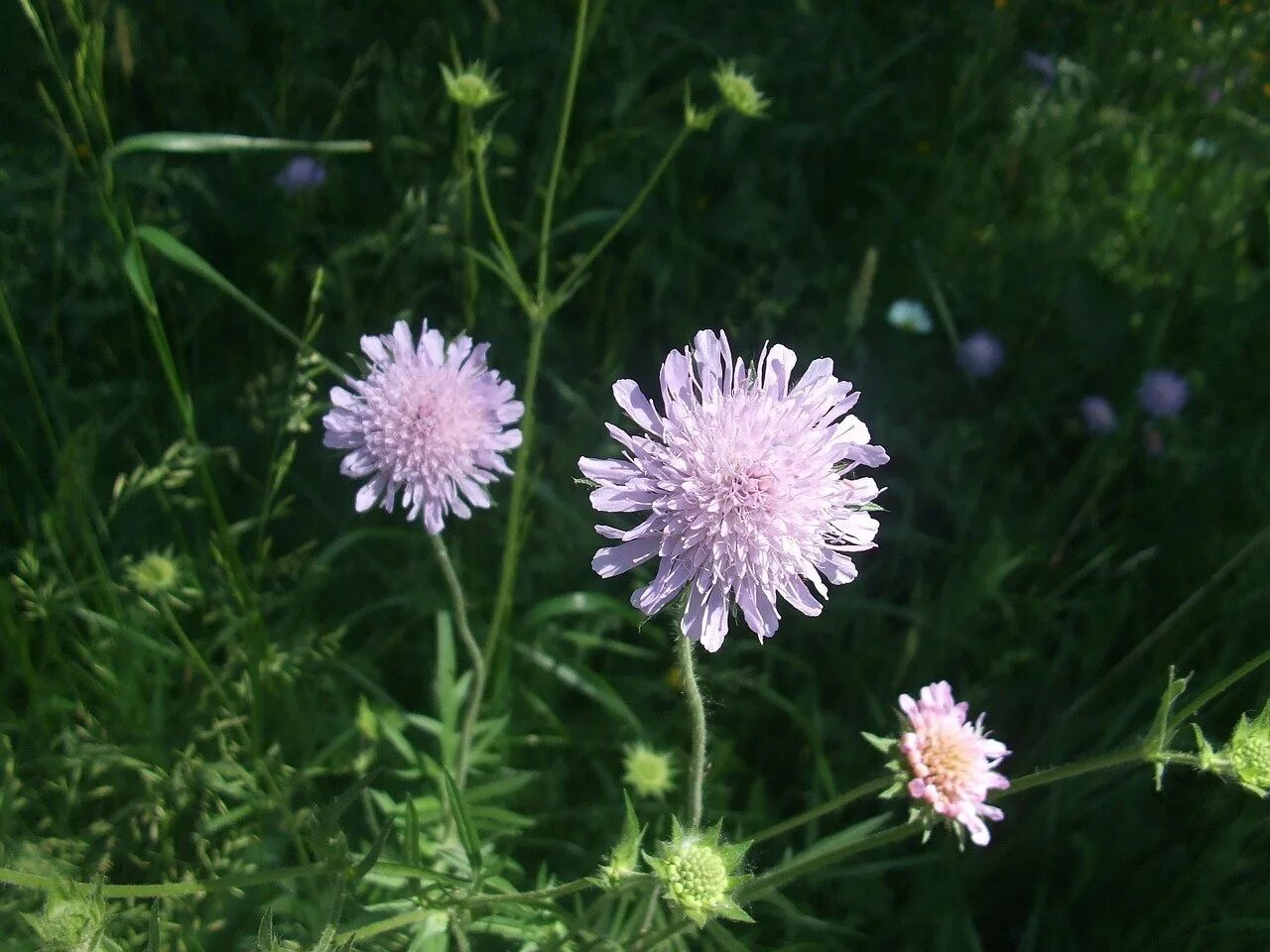 Короставник фото. Короставник полевой (Knautia arvensis). Короставник Луговой. Скабиоза (короставник полевой). Короставник и скабиоза.