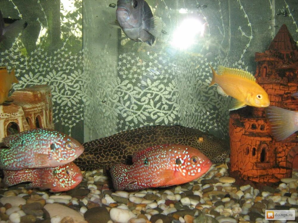аквариум в изобильном. магазин в изобильном аквариумных рыбок. аквариум биодизайн риф 100 литров. аквариум биодизайн риф 100. рыбы фото.