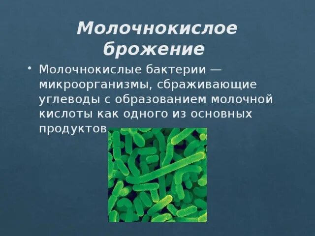 Молочнокислые бактерии при какой температуре. Молочнокислые бактерии что сбраживают. Бактерии молочнокислого брожения. Молочнокислое брожение микроорганизмы. Молочнокислые бактерии строение.