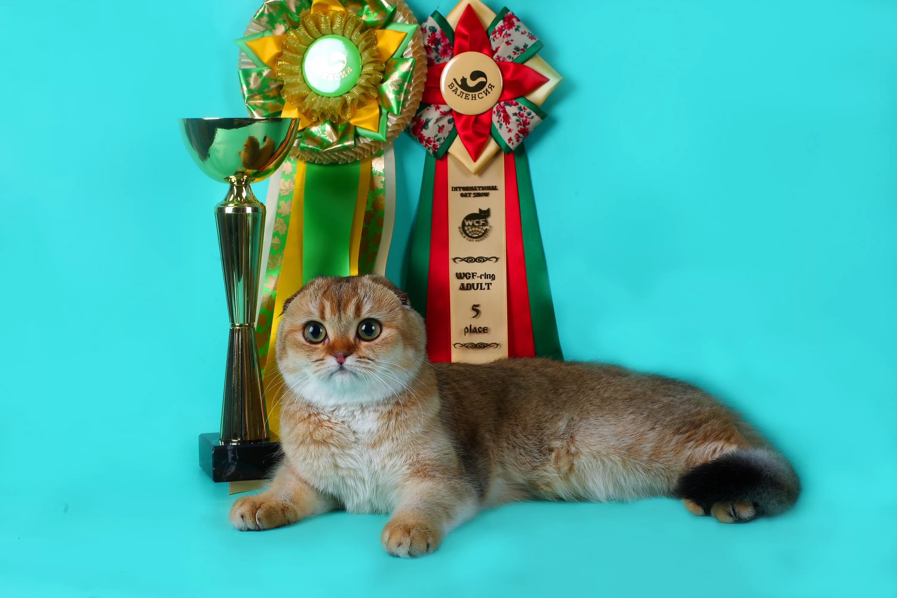 питомники фолд