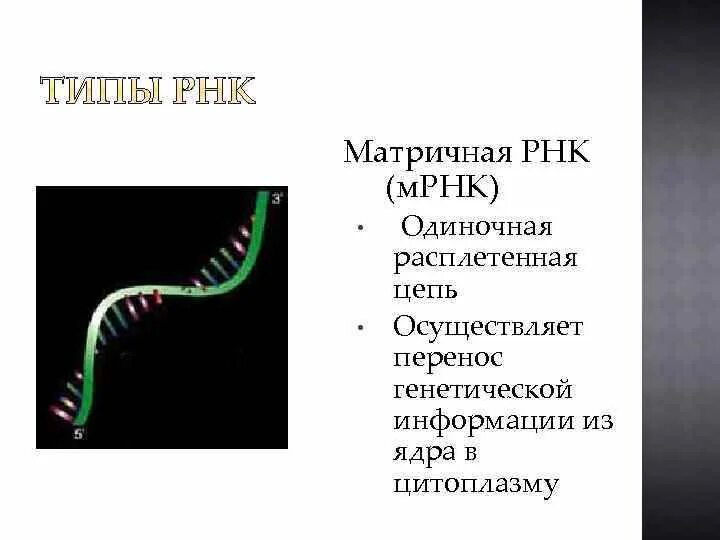 Матричная цепь рнк