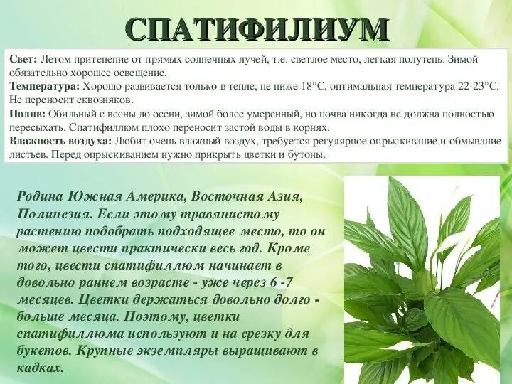 Комнатное растение которое любит прямые солнечные лучи. Подоконник с солнечными лучами. Растения прямые солнечные лучи. Растения прямые солнечные лучи. Прямые солнечные лучи для растений.