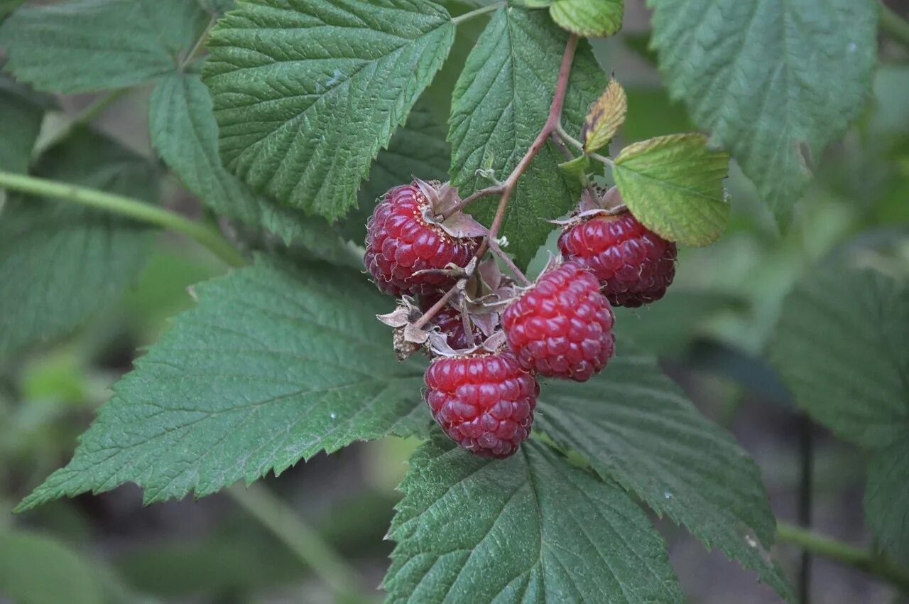 Хвойная малина. Малина Rubus idaeus. Малина обыкновенная (Rubus idaeus). Малина Rubus spectabilis. Малина Лесная кустарник.