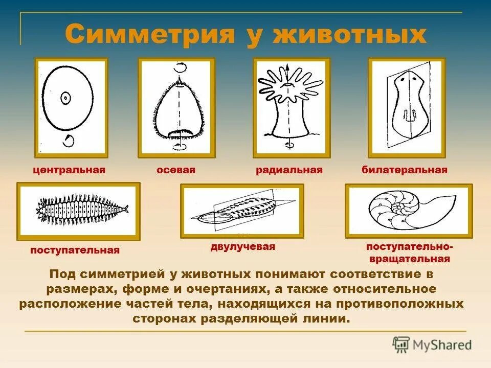 Лучевая симметрия червя. Типы симметрии. Типы симметрии животных. Типы симметрии в биологии. Типы симметрии тела животных.