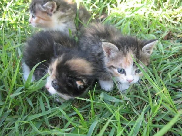 У каких кошек рождаются трехцветные котята. Трёхцветная кошка даром. Трехшерстные котята в добрые руки. Котенок 1.5 месяца трехцветный. Черепаховый котенок на траве.