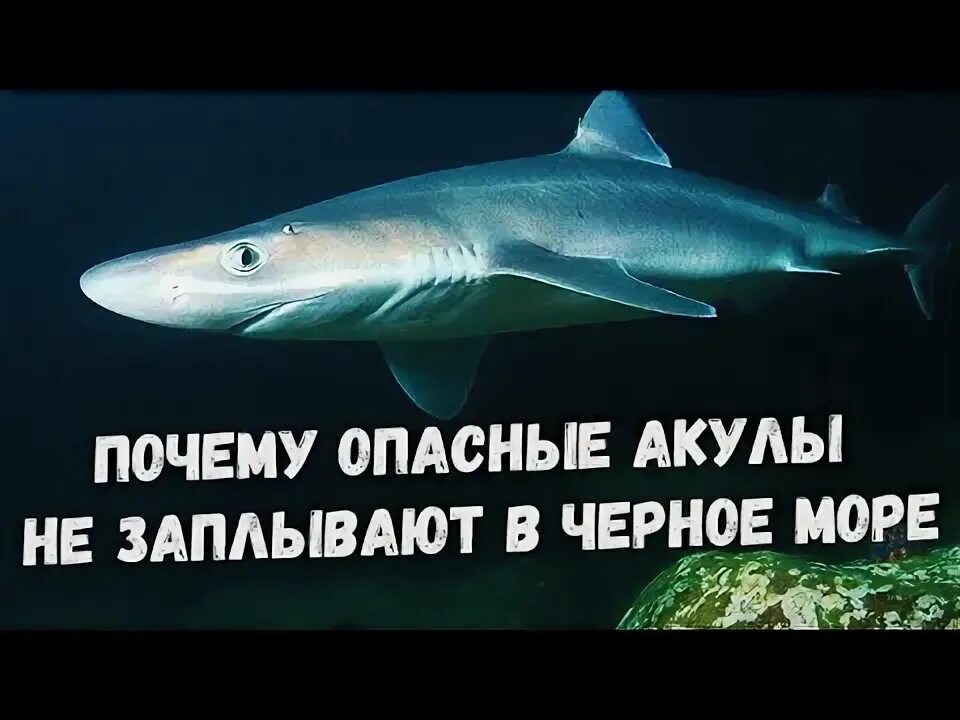 Музыка приближение акулы. Катран акула черного моря. Акулы не заплывают в черное море. Акула заплыла в черное море. Смертельное селфи с акулой.