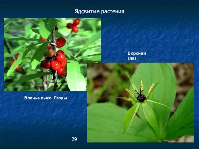Вороний лыко. Волчье лыко и вороний глаз. вороний глаз и волчья ягода. ядовитые растения волчье лыко и вороний глаз. ядовитые ягоды урала.