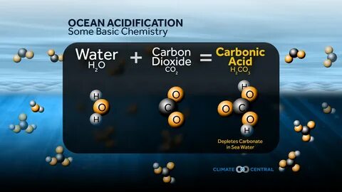 Ocean Acidification: More CO2 = More Acidic Climate Central.