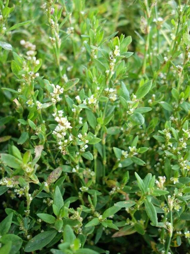 Горец птичий спорыш. Спорыш (Горец птичий) трава. Горец птичий (Polygonum aviculare). Горец спорыш.