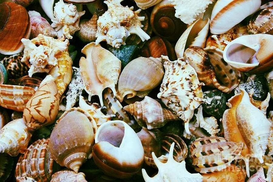 Морская раковина. Ракушки средиземного моря. Двустворчатые моллюски средиземного моря. Откуда ракушки. Сердцевидка моллюск.